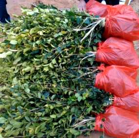 油茶苗何时种植，大杯油茶苗种植视频
