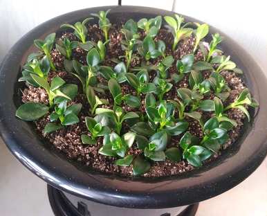 如何养金鱼吊兰花才能旺盛，如何养金鱼吊兰花才能开花