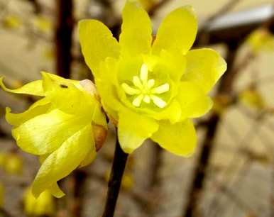 腊梅什么季节开，腊梅什么季节栽最好？