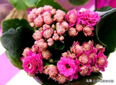 长寿花怎么养，长寿花怎么养棒棒糖？