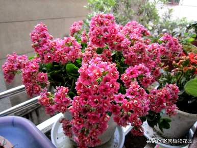 长寿花怎么养，长寿花怎么养棒棒糖？