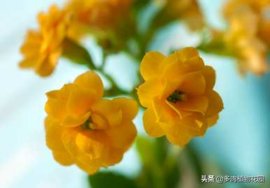 长寿花怎么养，长寿花怎么养棒棒糖？
