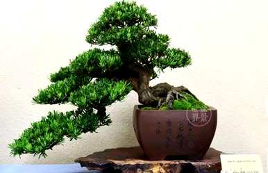 北方盆栽罗汉松怎么越冬？盆栽罗汉松容易养吗？