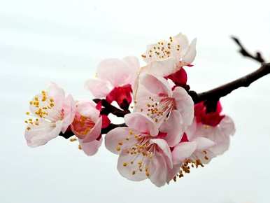 杏花的花语是什么象征意义，杏花的花语是什么