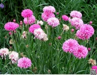 矢车菊花语文案，矢车菊花语
