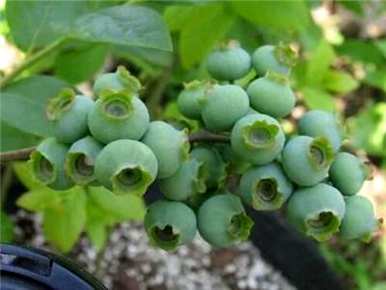 泰安蓝莓苗种植基地，如何种植蓝莓苗
