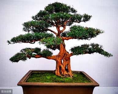 如何养马尾松盆景，如何种植马尾松盆景