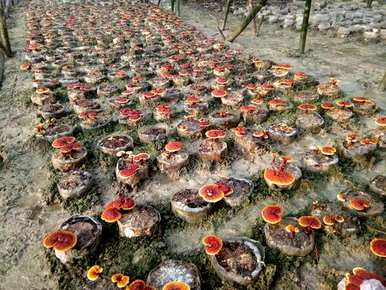 灵芝如何种植，灵芝如何种植效率高