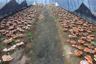 灵芝如何种植，灵芝如何种植效率高