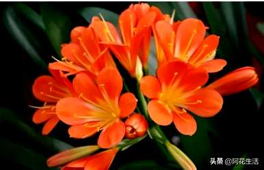 君子兰的花语是什么，君子兰的花语和维护？