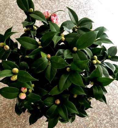 山茶花在什么季节开花，山茶花长出新芽？