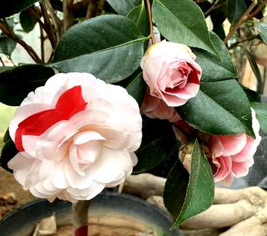 山茶花在什么季节开花，山茶花长出新芽？