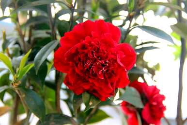 山茶花在什么季节开花，山茶花长出新芽？