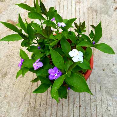 茉莉花有哪些品种，茉莉花有哪些品种？