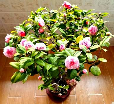 山茶花在什么季节开花，山茶花长出新芽？