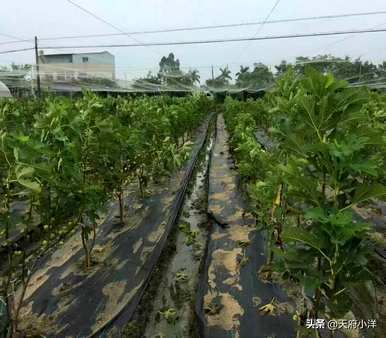 种植无花果青皮，如何种植无花果树