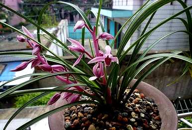 夏天怎么养兰花？夏天养兰花放羊粪颗粒可以吗？