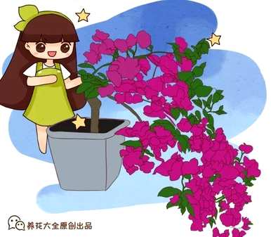 三角花养殖方法及注意事项图片，三角花怎么养才能开花