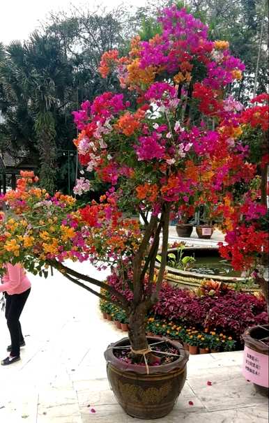 三角花养殖方法及注意事项图片，三角花怎么养才能开花