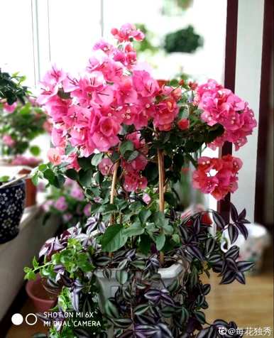 三角花养殖方法及注意事项图片，三角花怎么养才能开花
