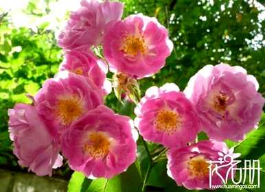 蝴蝶花的花语和寓意，蝴蝶花无条件的爱情