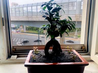 如何养殖上水石种大叶榕树，如何养殖大叶榕树