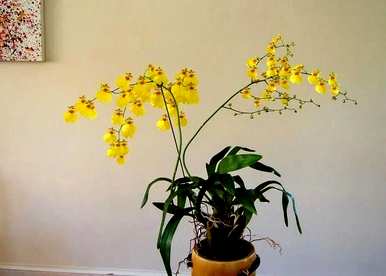 文心兰一年开几次花，文心兰一年开几次花