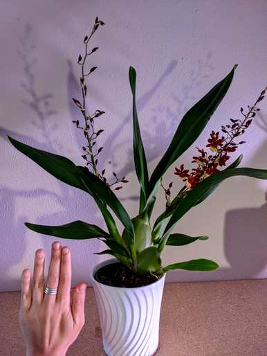 文心兰一年开几次花，文心兰一年开几次花