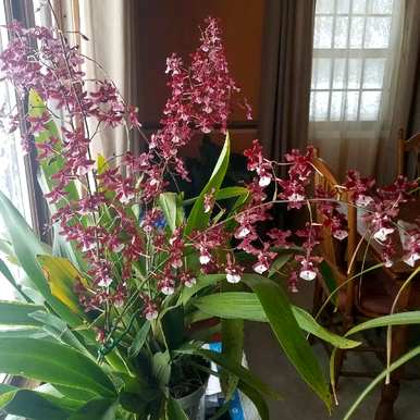 文心兰一年开几次花，文心兰一年开几次花