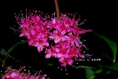 不同花期绣线菊花，绣线菊花多久？