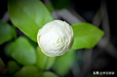 茉莉花的叶子皱巴巴卷曲下来，茉莉花的新长叶子卷曲是怎么回事