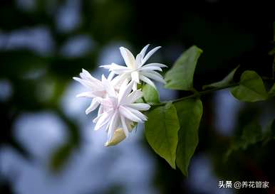 茉莉花的叶子皱巴巴卷曲下来，茉莉花的新长叶子卷曲是怎么回事