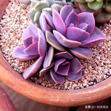 紫珍珠多肉老桩怎么养？紫珍珠老桩多肉玉缀图
