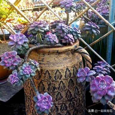 紫珍珠多肉老桩怎么养？紫珍珠老桩多肉玉缀图
