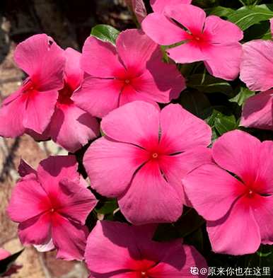 长春花品种图片及名称，长春花品种图片及名称