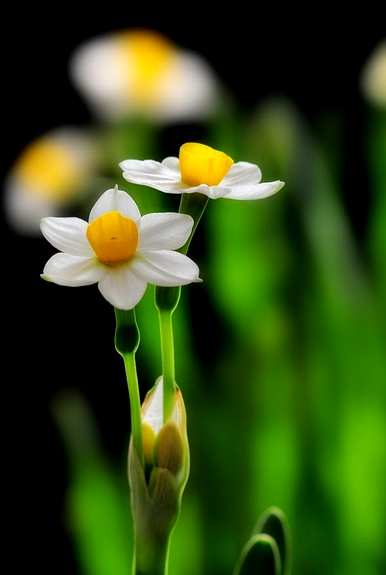 水仙花在哪个季节开花几个月，水仙花在哪个季节开花几点