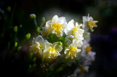 水仙花在哪个季节开花几个月，水仙花在哪个季节开花几点