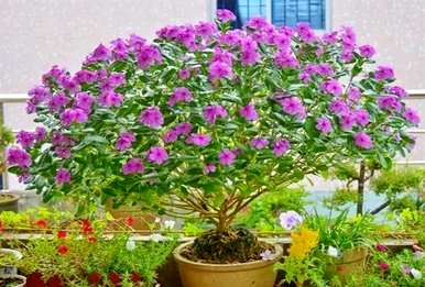 长春花品种图片及名称，长春花品种图片及名称