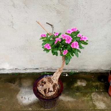 长春花品种图片及名称，长春花品种图片及名称