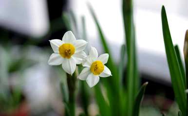 水仙花在哪个季节开花几个月，水仙花在哪个季节开花几点