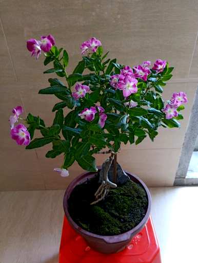长春花品种图片及名称，长春花品种图片及名称
