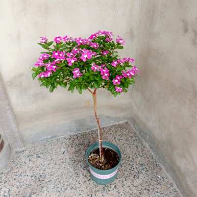 长春花品种图片及名称，长春花品种图片及名称