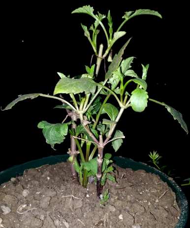 大丽花最后几个月发芽，大丽花种植后发芽多久？