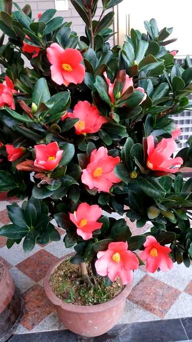 如何养四季茶花，四季茶花的习性