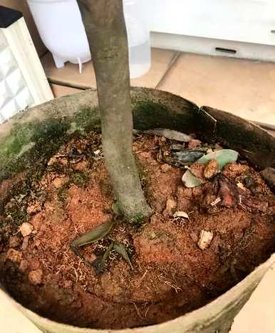 如何养四季茶花，四季茶花的习性