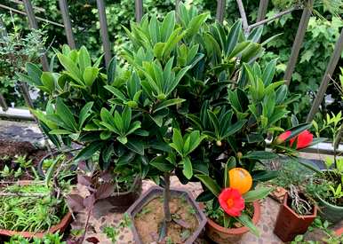 如何养四季茶花，四季茶花的习性