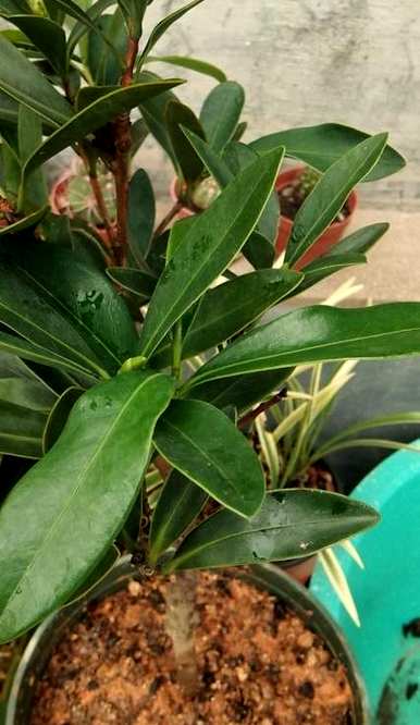 如何养四季茶花，四季茶花的习性