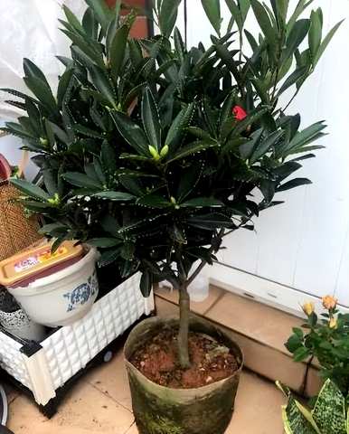 如何养四季茶花，四季茶花的习性