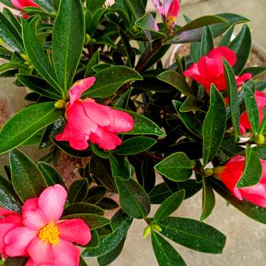 如何养四季茶花，四季茶花的习性