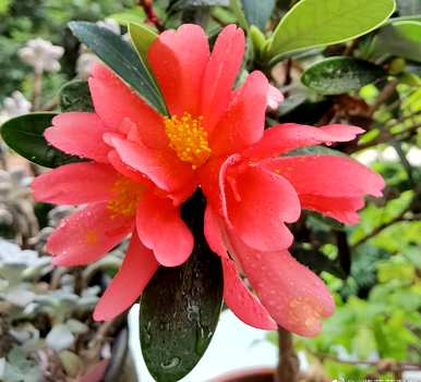 如何养四季茶花，四季茶花的习性